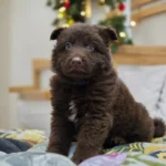 Stryker ( Male ) ( imported ) Full Liver (Chocolate) Long Coat German Shepherd Puppy gallery image 02 by Royal Tribes K9