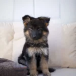 Nyx Royal Tribes K9 ( Female) Black and Red Long Coat German Shepherd Puppy standing portrait 04 by Royal Tribes K9