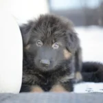 Cairo Black and Tan Long Coat German Shepherd Puppy coat detail photo 03 by Royal Tribes K9