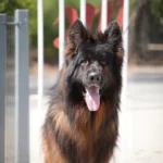 Shapo German Shepherd sire coat detail photo 03 for Royal Tribes K9 pedigree content