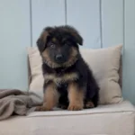 Trueno Black and Red Long Coat German Shepherd Puppy profile photo 01 by Royal Tribes K9