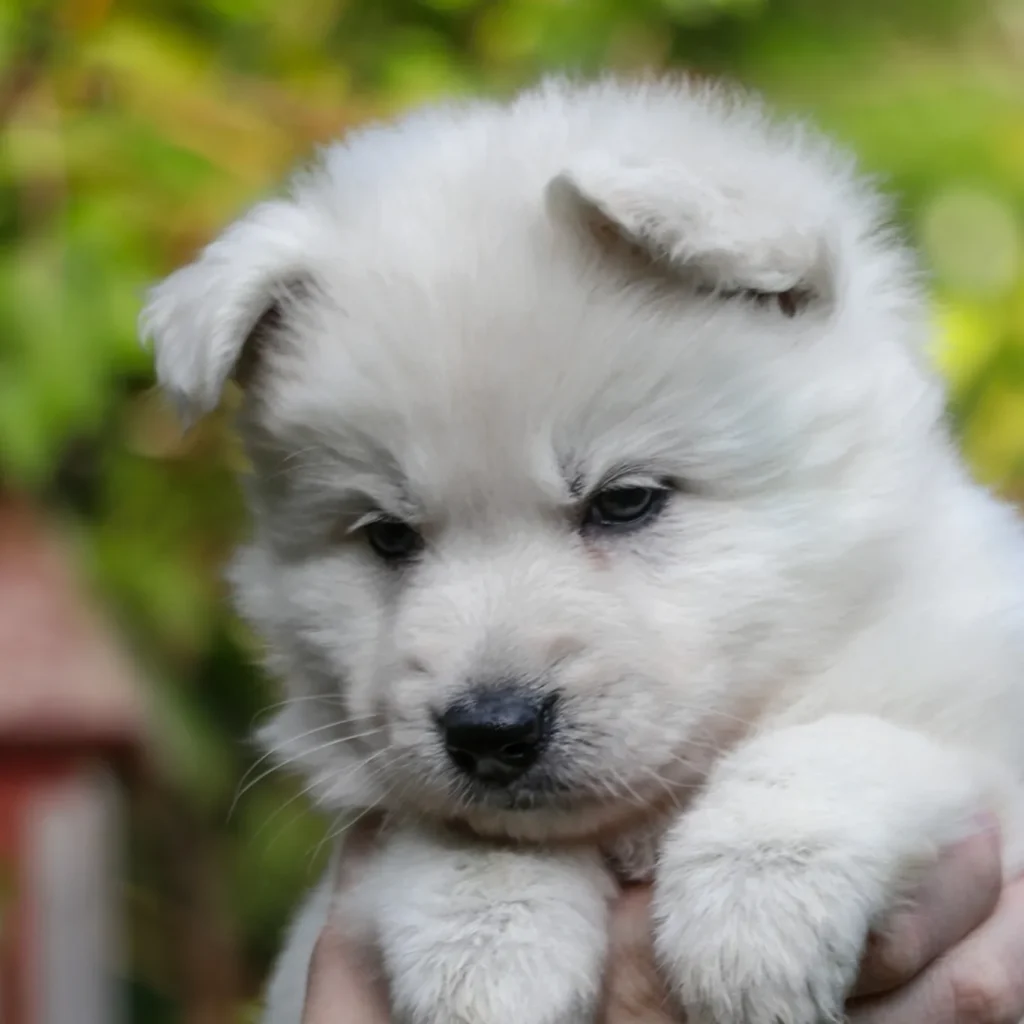 German Shepherd puppies for sale in Arcadia - Of White German Shepherd Puppy With Thick Fur And German Shepherd puppy image