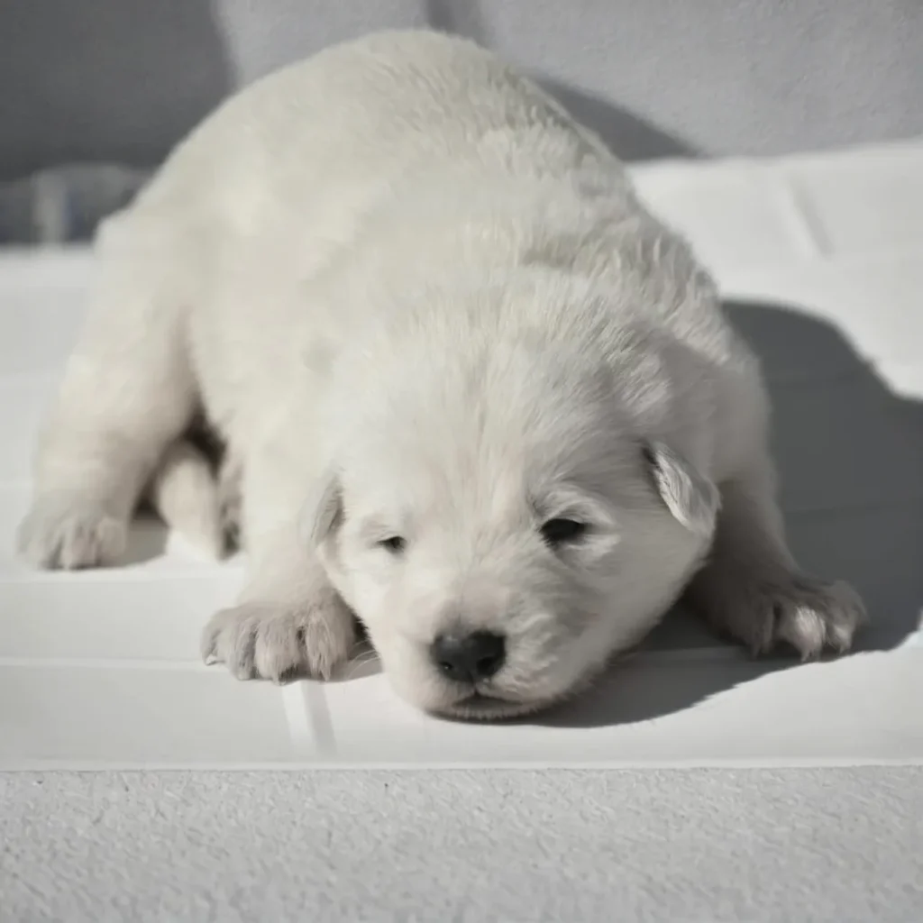 Of White German Shepherd Puppy With Green Collar German Shepherd puppy image by Royal Tribes K9 1605 in Menlo Park