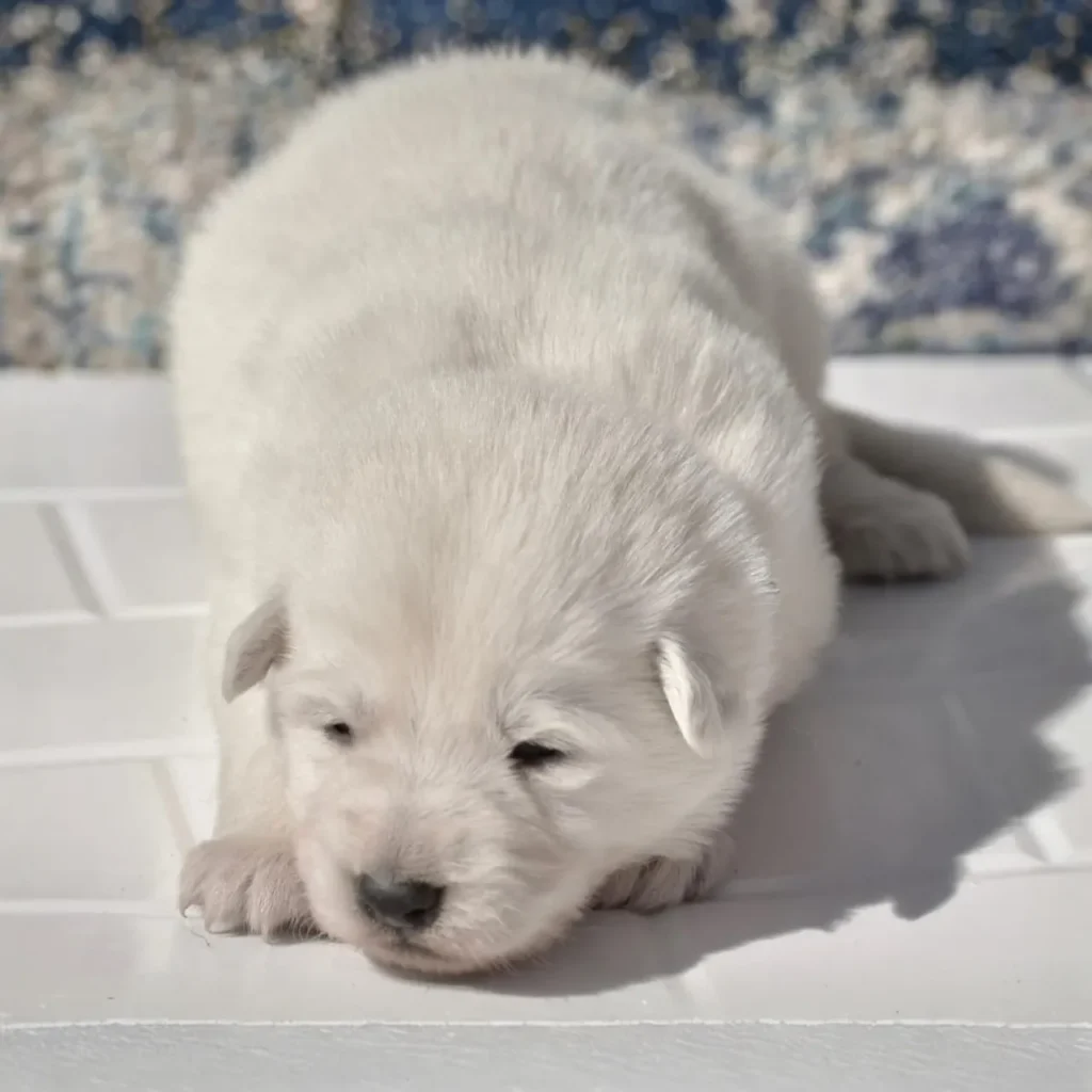 Of White Long Coat German Shepherd Puppy Resting German Shepherd puppy image by Royal Tribes K9 1520 in Salt Lake City, Utah