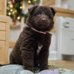 Suczka ( Female ) ( imported ) Full Liver (Chocolate) Long Coat German Shepherd Puppy standing portrait 04 by Royal Tribes K9