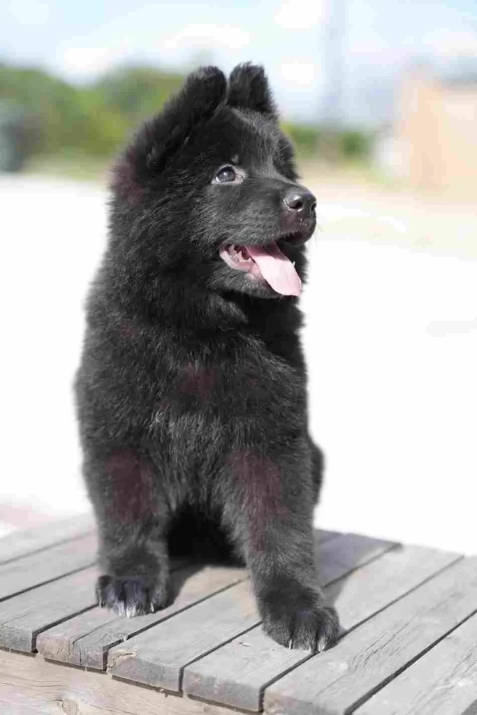 Dsc01501 Original 11Zon 82 11Zon German Shepherd puppy image by Royal Tribes K9 1349 in Anchorage, Alaska
