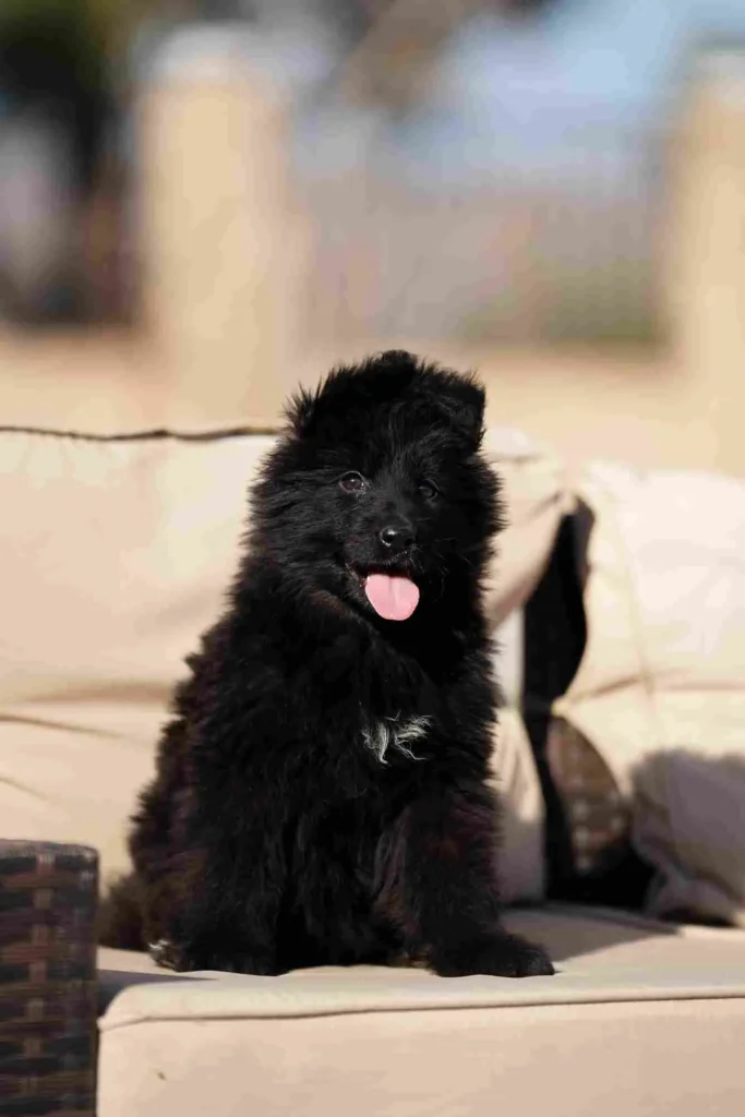 Dsc06186 11Zon 93 11Zon German Shepherd puppy image by Royal Tribes K9 1442 in Manhattan Beach, California