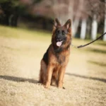 Lexi RTK9 Team German Shepherd dam breed profile photo 07 for Royal Tribes K9 pedigree content