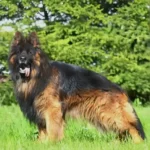 Axon Borawska Zagroda German Shepherd sire gallery image 02 for Royal Tribes K9 pedigree content
