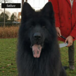 ADMIRAL z Siedliska Tim German Shepherd sire gallery image 02 for Royal Tribes K9 pedigree content
