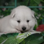 Silas ( Male ) Full White Long Coat German Shepherd Puppy coat detail photo 03 by Royal Tribes K9