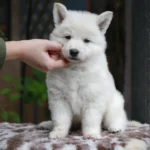 Storm ( Male ) Long Coat German Shepherd Puppy coat detail photo 03 by Royal Tribes K9