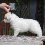 Silas ( Male ) Full White Long Coat German Shepherd Puppy standing portrait 04 by Royal Tribes K9