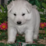 Soren ( Male ) Long Coat German Shepherd Puppy clean website photo 06 by Royal Tribes K9