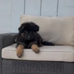 Titan Black and Red Long Coat German Shepherd Puppy profile photo 01 by Royal Tribes K9