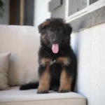 Sinai Black and Tan Long Coat German Shepherd Puppy clean website photo 06 by Royal Tribes K9