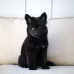 Nox Royal Tribes K9 ( Male) Full Black Long Coat German Shepherd Puppy coat detail photo 03 by Royal Tribes K9