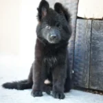 Nera Royal Tribes K9 ( Female) Full Black Long Coat German Shepherd Puppy standing portrait 04 by Royal Tribes K9
