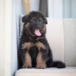 Damiet Black and Tan Long Coat German Shepherd Puppy standing portrait 04 by Royal Tribes K9