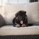 Alexandria Black and Tan Long Coat German Shepherd Puppy standing portrait 04 by Royal Tribes K9