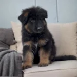 Tiber Black and Red Long Coat German Shepherd Puppy coat detail photo 03 by Royal Tribes K9