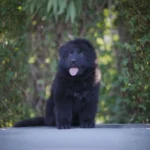 Lunara RTK9 Team Full Black Long Coat German Shepherd Puppy gallery image 02 by Royal Tribes K9