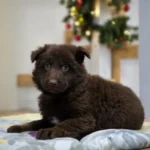 Suczka ( Female ) ( imported ) Full Liver (Chocolate) Long Coat German Shepherd Puppy puppy profile image 05 by Royal Tribes