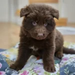 Sentinel ( Male ) ( imported ) Full Liver (Chocolate) Long Coat German Shepherd Puppy gallery image 02 by Royal Tribes K9