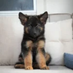 Kaiser RTK9 Team ( Male ) Black and Red Long Coat German Shepherd Puppy coat detail photo 03 by Royal Tribes K9
