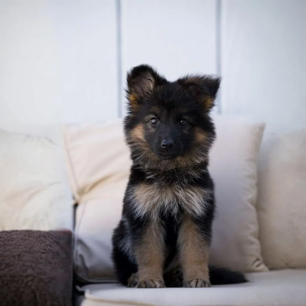 Nyx Royal Tribes K9 ( Female)