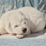 Miko ( Male) Full White Long Coat German Shepherd Puppy gallery image 02 by Royal Tribes K9