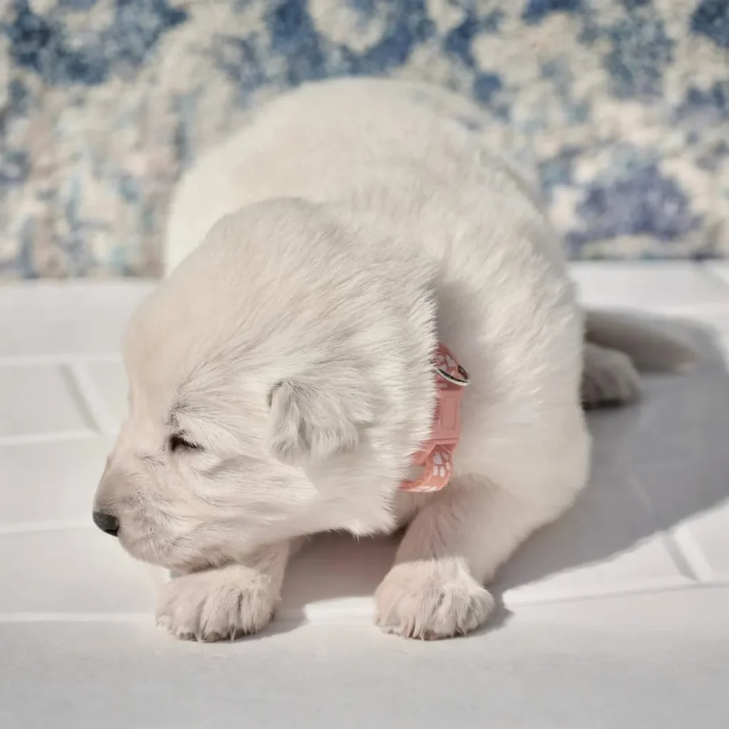 Marn ( Female) Full White Long Coat German Shepherd Puppy coat detail photo 03 by Royal Tribes K9 in Gilbert, Arizona