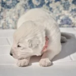 Marn ( Female) Full White Long Coat German Shepherd Puppy coat detail photo 03 by Royal Tribes K9