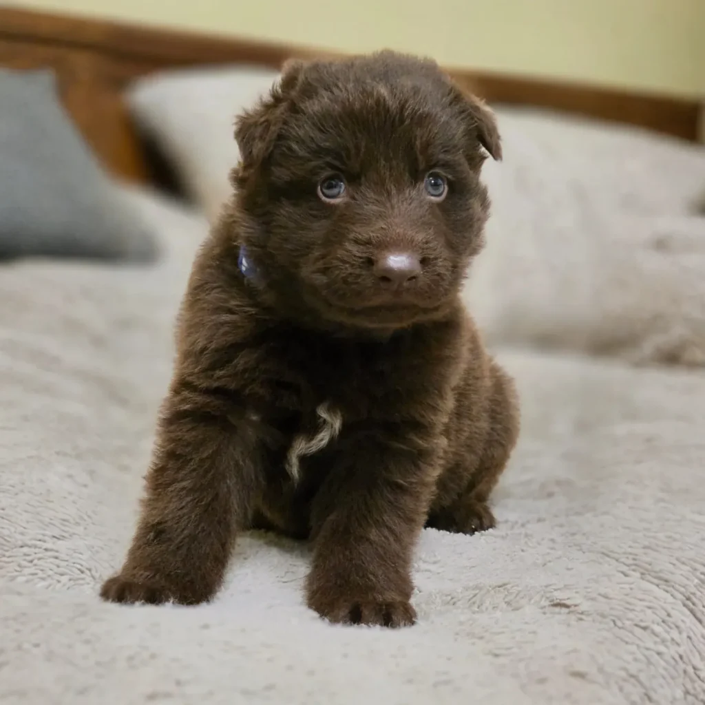 Stryker ( Male ) ( imported ) Full Liver (Chocolate) Long Coat German Shepherd Puppy coat detail photo 03 by Royal Tribes K9