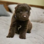 Stryker ( Male ) ( imported ) Full Liver (Chocolate) Long Coat German Shepherd Puppy coat detail photo 03 by Royal Tribes K9