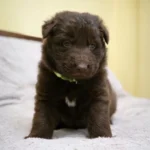 Sentinel ( Male ) ( imported ) Full Liver (Chocolate) Long Coat German Shepherd Puppy coat detail photo 03 by Royal Tribes K9