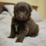 Suczka ( Female ) ( imported ) Full Liver (Chocolate) Long Coat German Shepherd Puppy clean website photo 06 by Royal Tribes