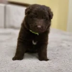 Sentinel ( Male ) ( imported ) Full Liver (Chocolate) Long Coat German Shepherd Puppy standing portrait 04 by Royal Tribes K9