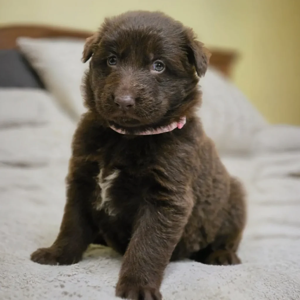 Suczka ( Female ) ( imported ) Full Liver (Chocolate) Long Coat German Shepherd Puppy profile photo 01 by Royal Tribes K9