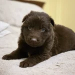 Stryker ( Male ) ( imported ) Full Liver (Chocolate) Long Coat German Shepherd Puppy standing portrait 04 by Royal Tribes K9