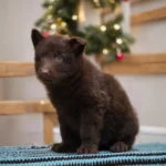 Vega ( Female ) (imported) Full Liver (Chocolate) Long Coat German Shepherd Puppy coat detail photo 03 by Royal Tribes K9