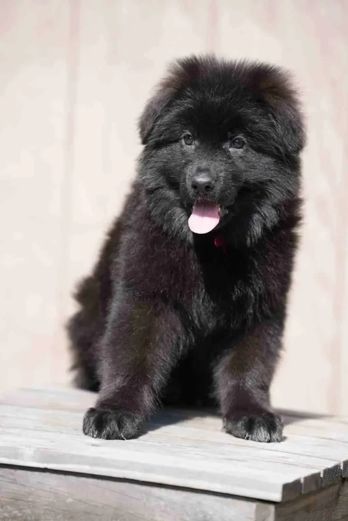 German Shepherd portrait used for puppy pickup and delivery guidance to Dana Point, California.