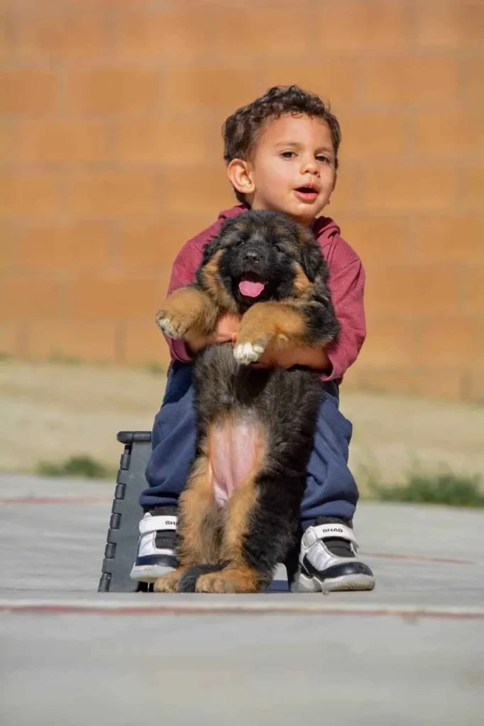German Shepherd Breeder Beaumont California German Shepherd puppy image by Royal Tribes K9 1526 in Conway, Arkansas