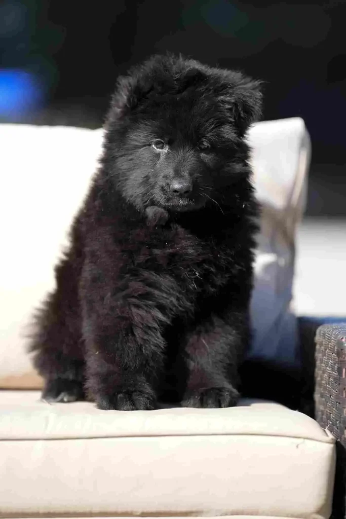 German Shepherd Breeder Bellflower California 5 German Shepherd puppy image by Royal Tribes K9 1292 in Bellaire, Illinois