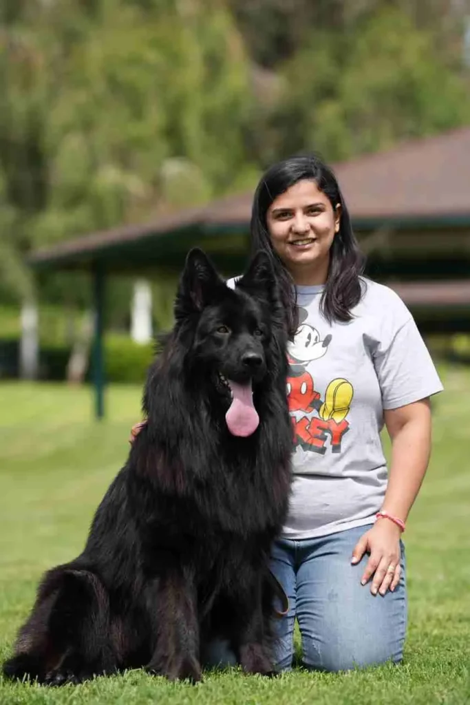 German Shepherd Breeder Burlingame California German Shepherd puppy image by Royal Tribes K9 1305 in Miami, Florida