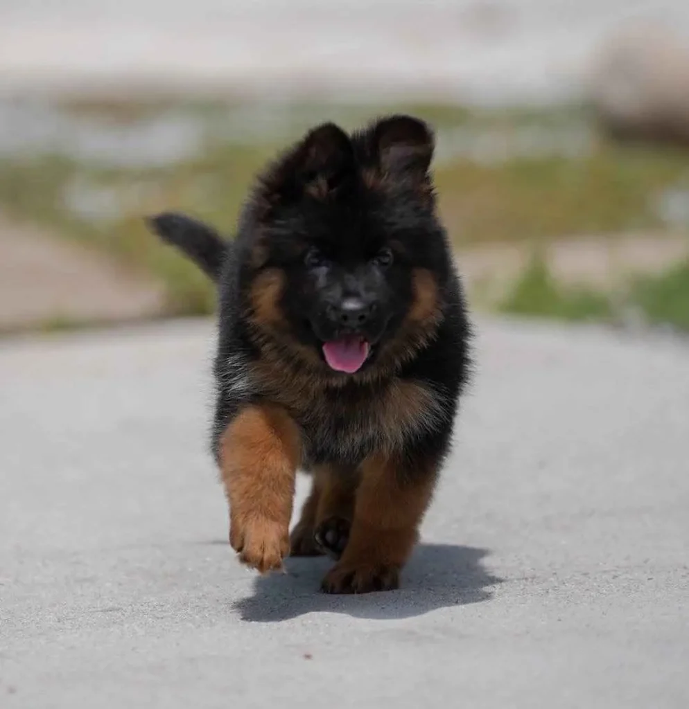 German Shepherd puppies for sale in Montecito - German Shepherd Breeder Calabasas California 12 German Shepherd puppy image