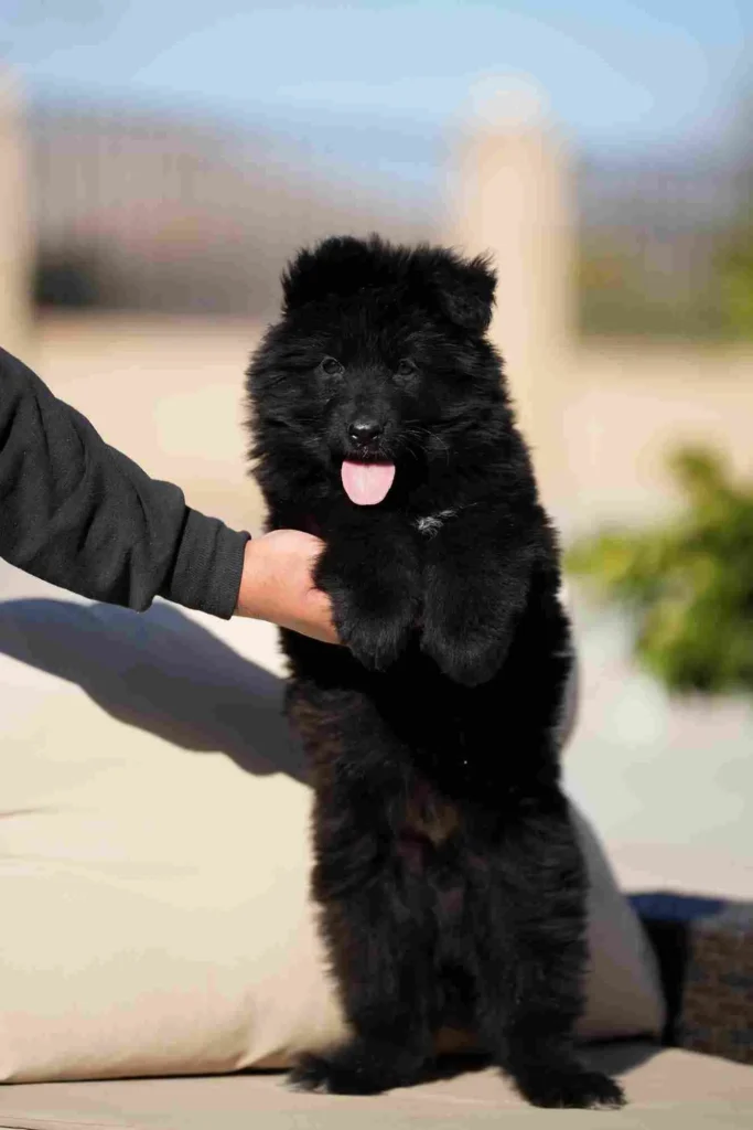 German Shepherd Breeder Chino Hills California 14 German Shepherd puppy image by Royal Tribes K9 1409 in Raleigh, North