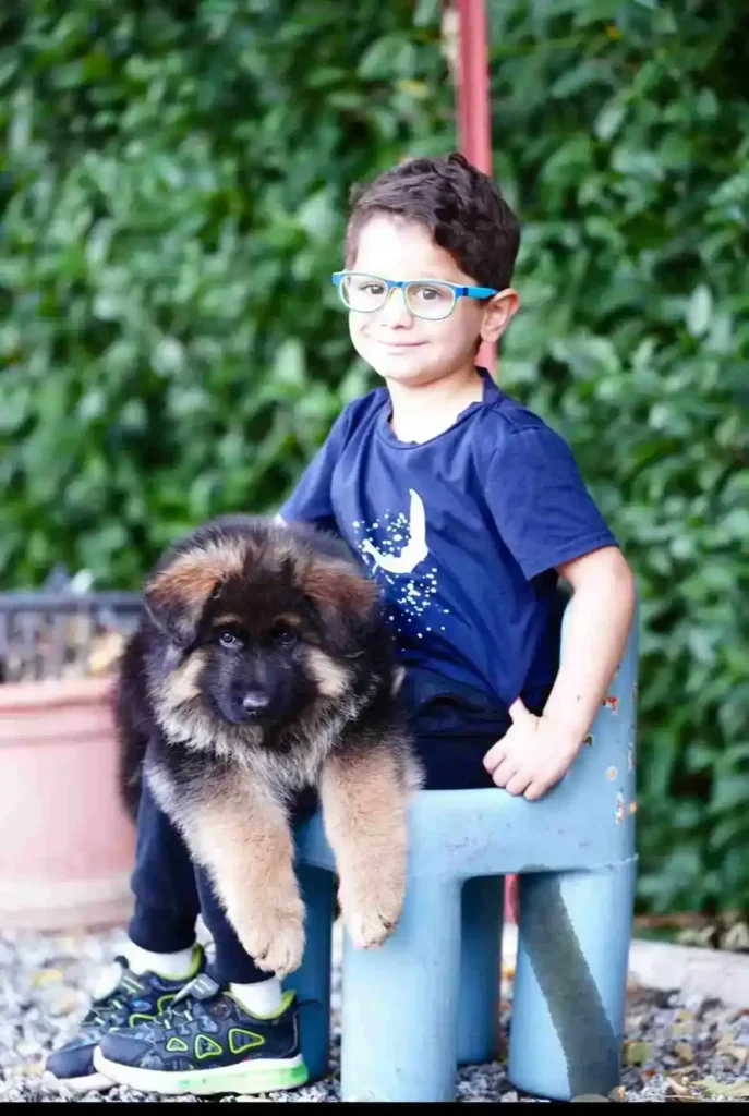 German Shepherd portrait used for puppy pickup and delivery guidance to Bakersfield, California.