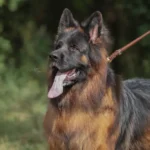 Yanto vom Coburger Rosengarten German Shepherd sire profile photo 01 for Royal Tribes K9 pedigree content