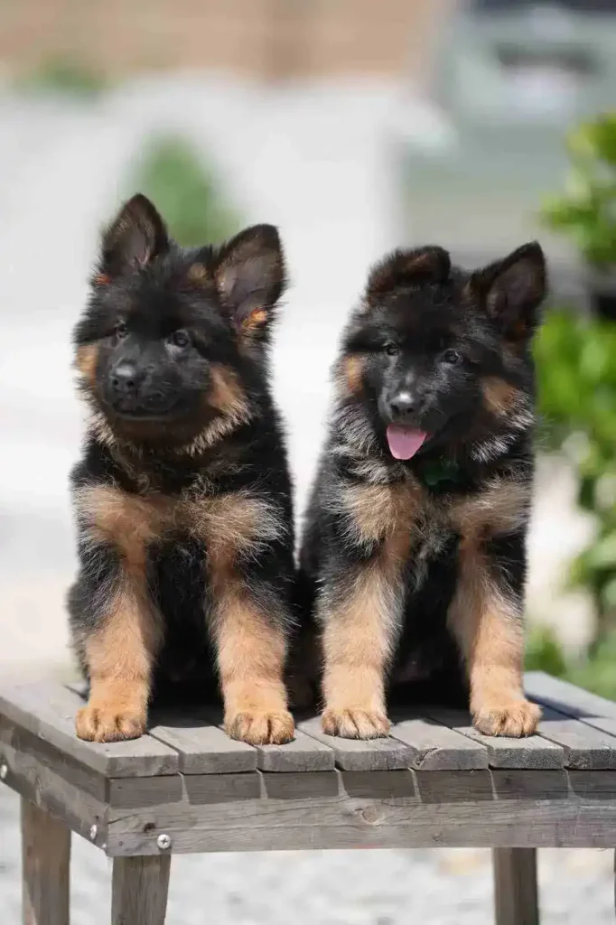 German Shepherd Breeder Franklin Lakes Connecticut German Shepherd puppy image by Royal Tribes K9 1157 in Seattle, Washington